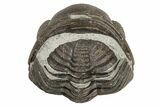 1.15" Wide, Enrolled Eldredgeops Trilobite Fossil - Ohio - #188898-1